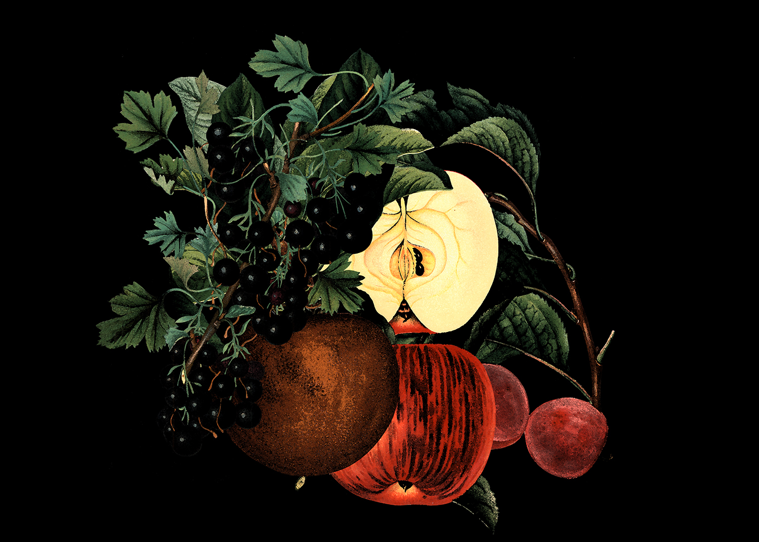 Sapodilla